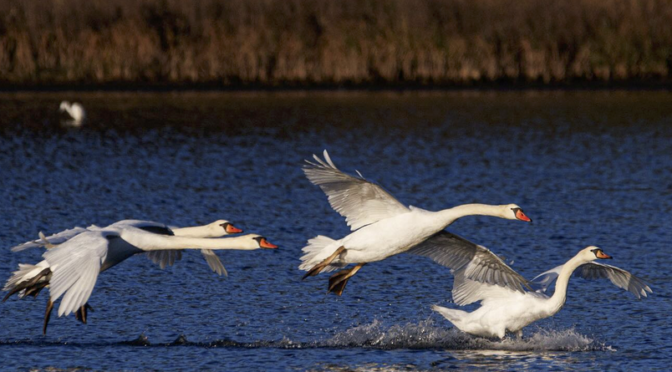 Mute Swans at Huntington Beach SP in SC
